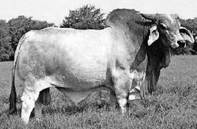 gambar sapi brahman gambar sapi brahman