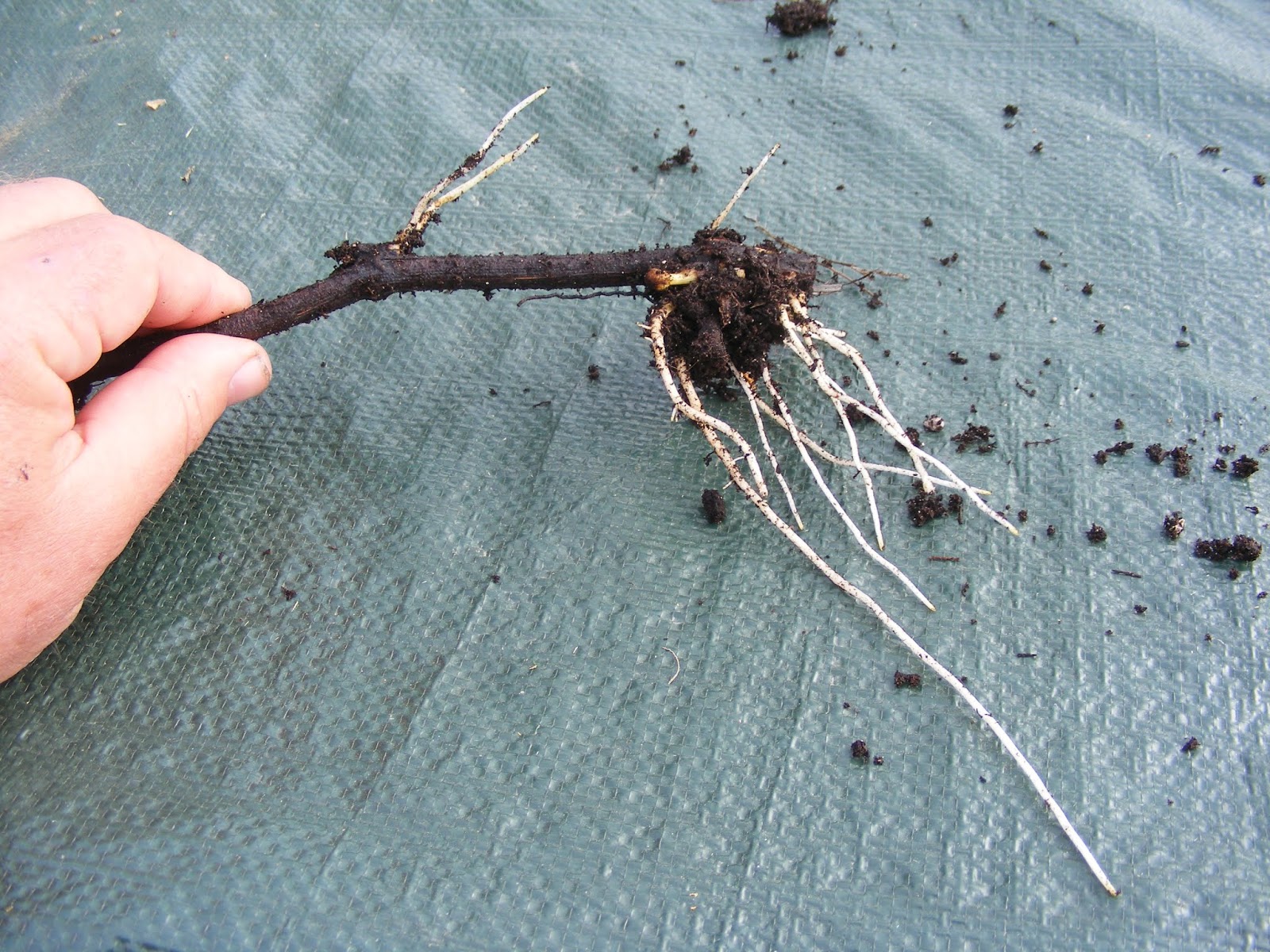 Eaton Rapids Joe Planting out grape cuttings