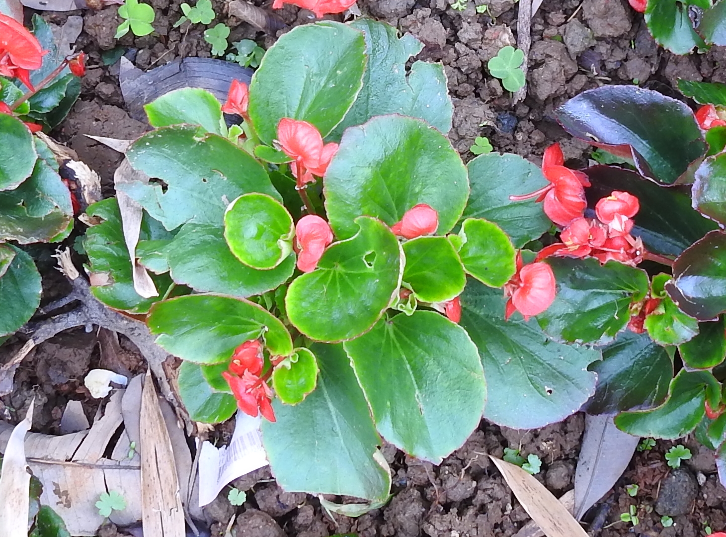 Peter S Blog 四季秋海棠