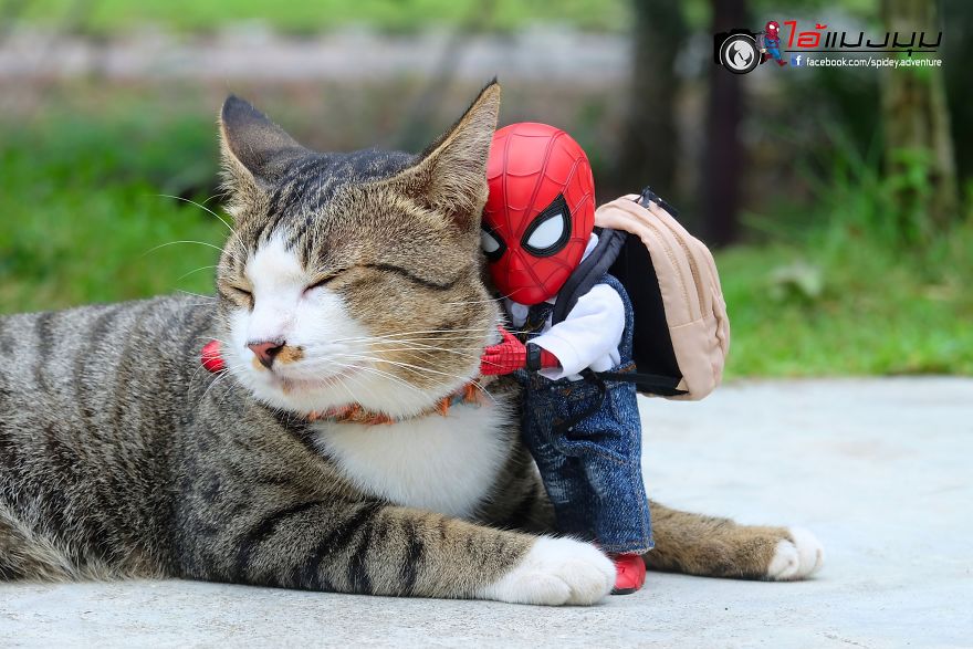 Artista toma increíbles fotos de Spiderman con gatitos en los escenarios  más divertidos