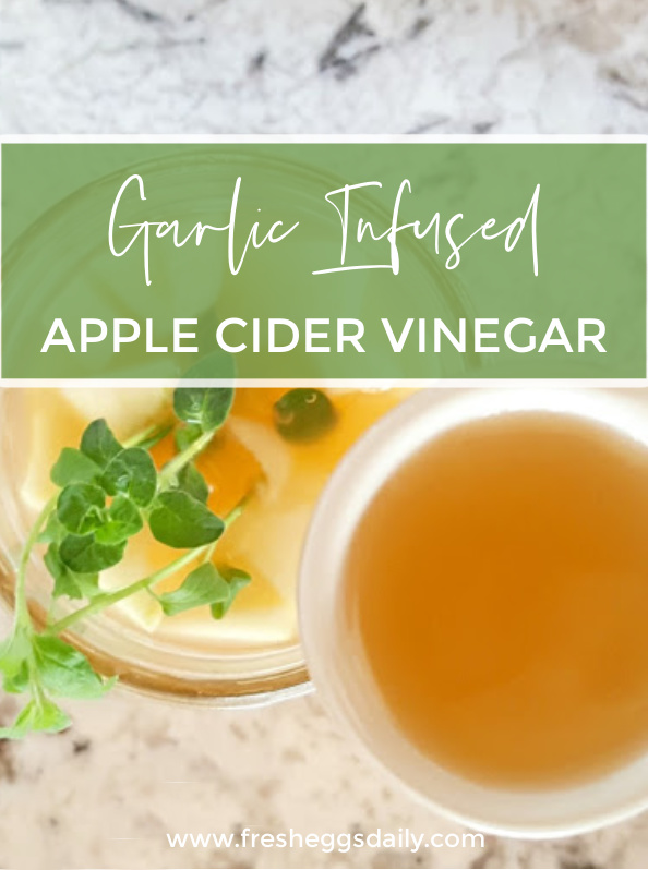 GarlicInfused Apple Cider Vinegar for Better Chicken Health Fresh