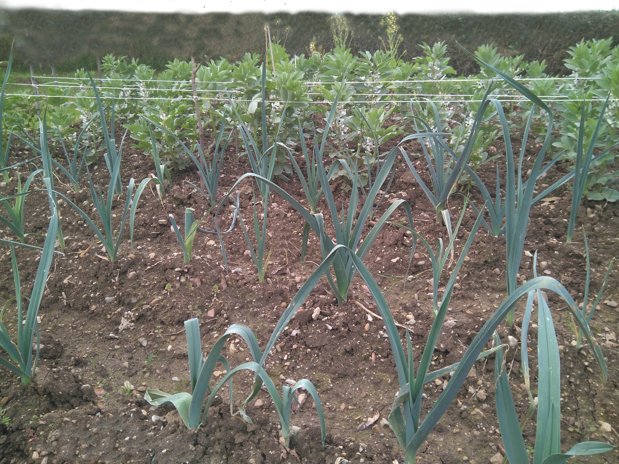 El huerto todo el año