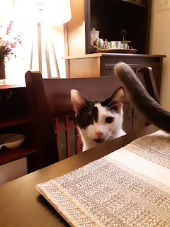 a black and white kitten sitting in a chair, her face visible over the edge of the dining room table