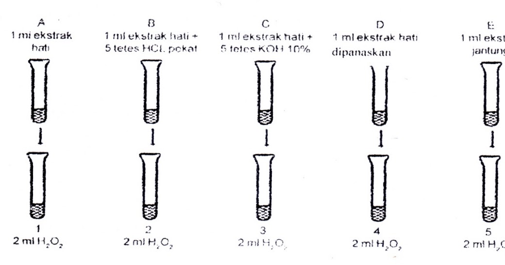 LAPORAN PRAKTIKUM PENGAMATAN ENZIM KATALASE