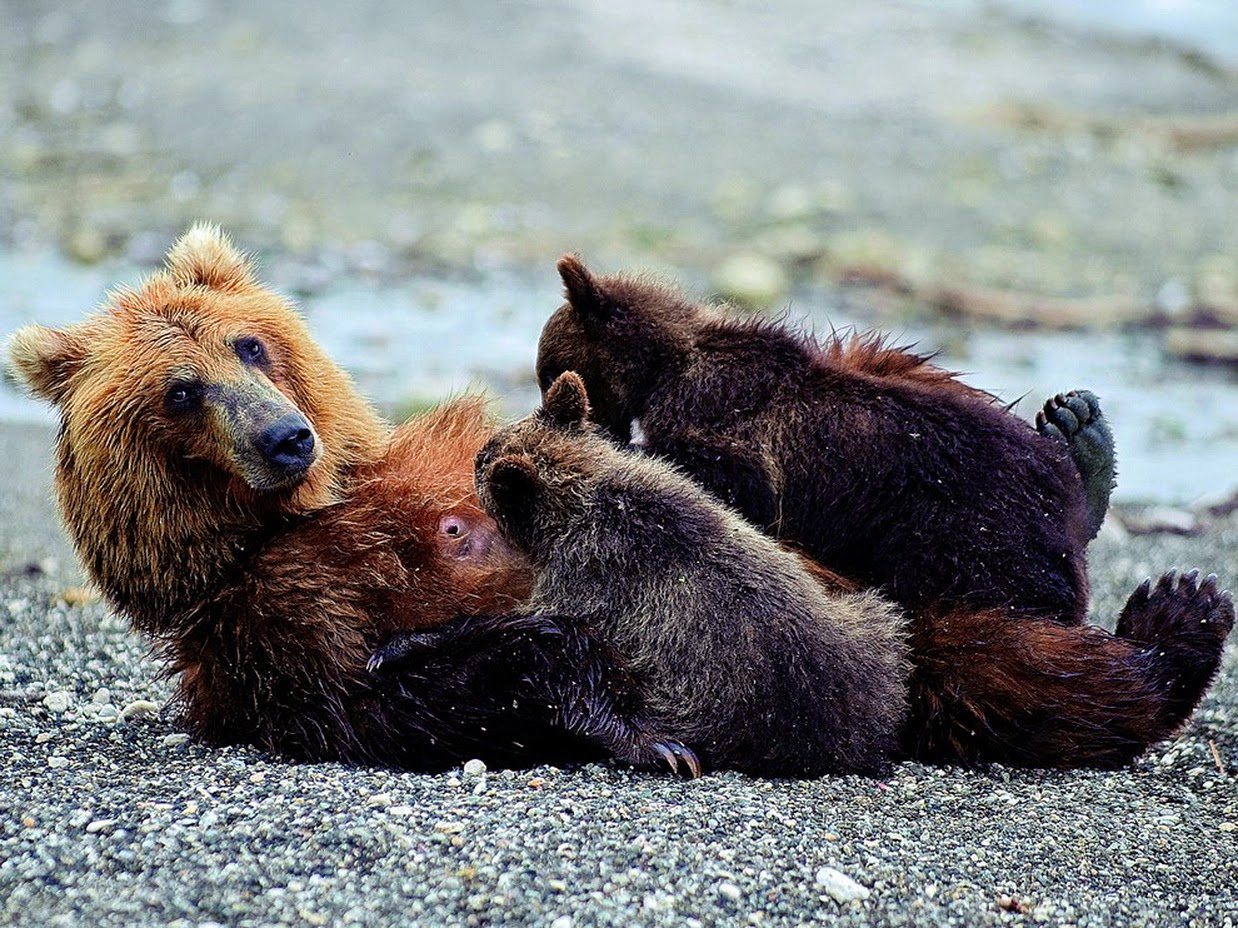 Слушать без остановки медведицы. Медвежья семья. Медведица с медвежатами. Медведь с медвежонком. Животные Камчатки.