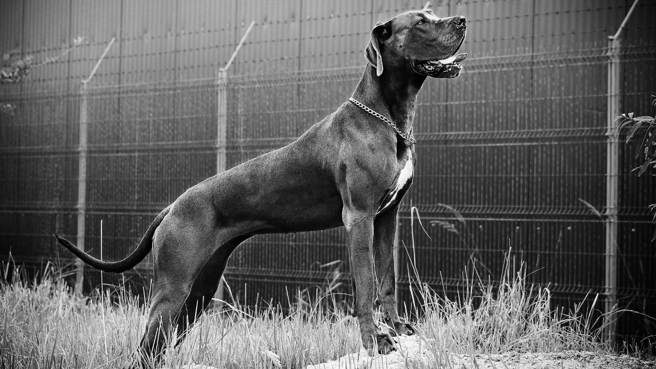 Are Great Danes Good Guard Dogs?