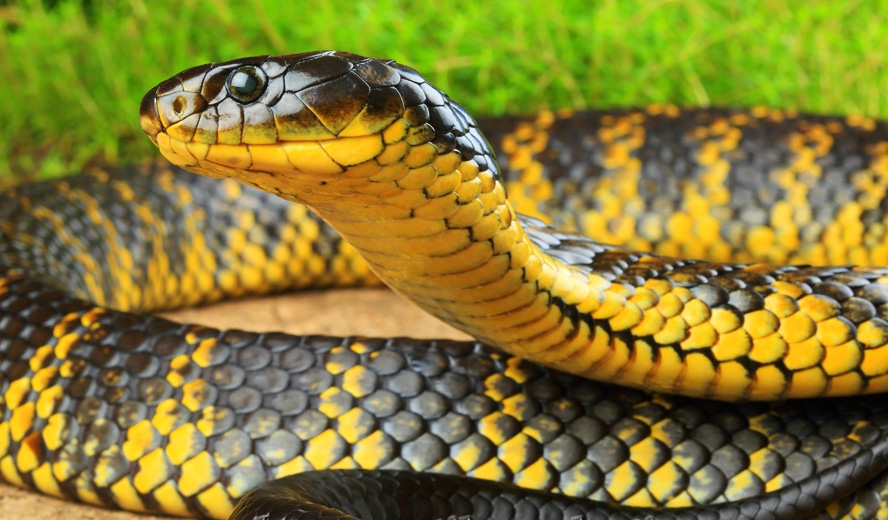 TOP 10 MOST DANGEROUS SNAKE IN THE WORLD TOP TEN