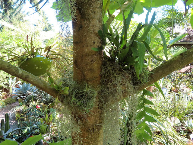 danger garden: Jungle cactus in my garden; Clifford as seasonal host