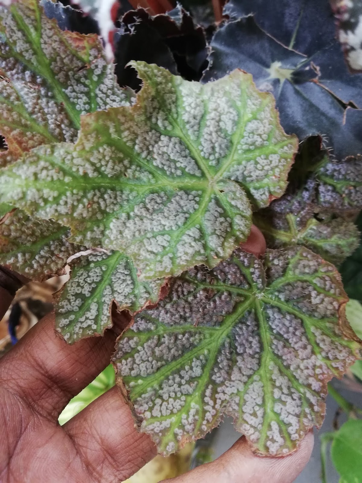 Garden Chronicles Begonia De Elegans