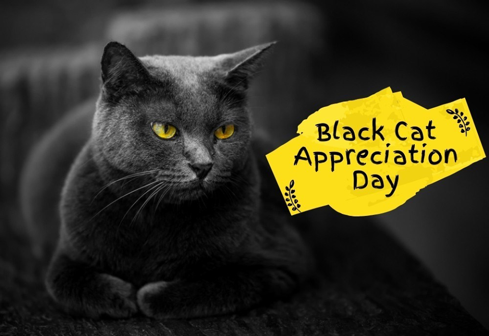 National Black Cat Appreciation Day