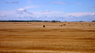 Farm fields with round strawbales