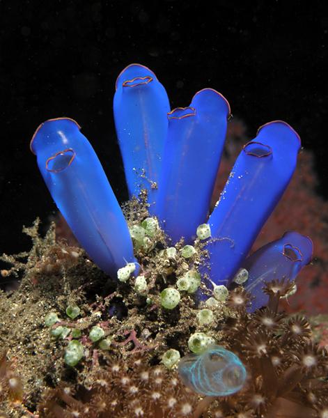 Sea Squirt Animal Wildlife