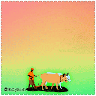 Pongal wishes gif
