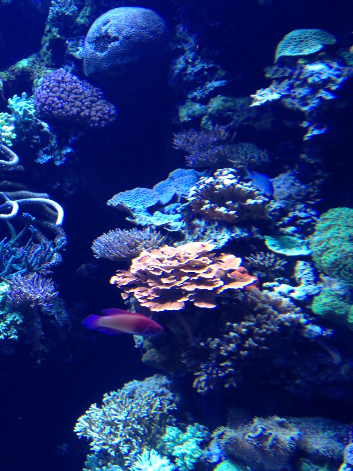 Experiencing Los Angeles: Experiencing L.A. at the Aquarium of the ...