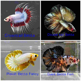 type of betta fish, crown tail betta, betta fish