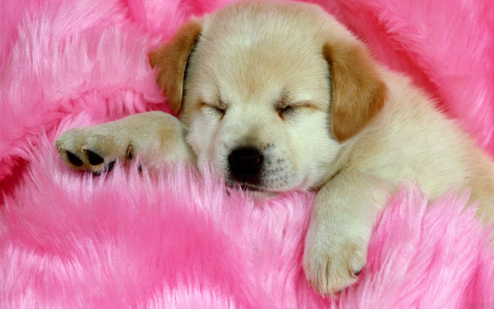 Sevimli Tatlı Köpek Fotoğrafları HD ) GamTeli