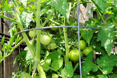 Bush Goliath Tomatoes at Alejandro Pepper Farm