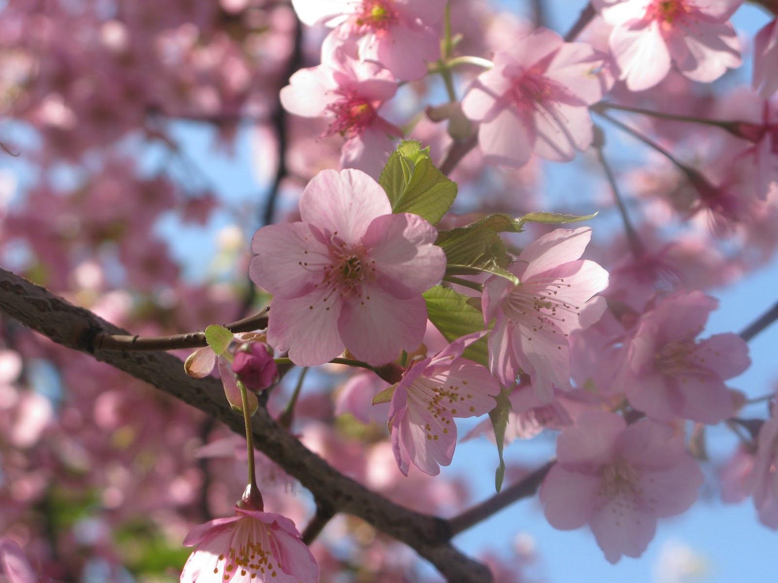 Keindahan Sakura  yang Tumbuh Liar di Kota Waingapu 1000 Unik