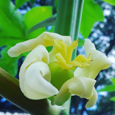 papaya growing from flower