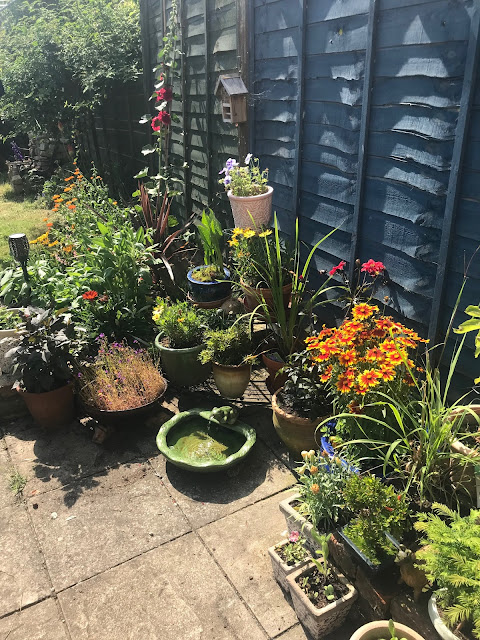 Lots of flowers in blue and terracotta pots, against a wooden fence.