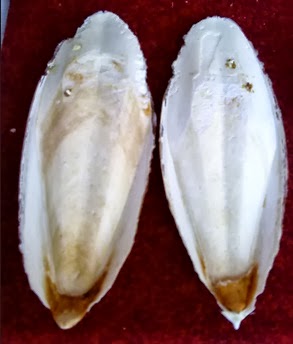 Manfaat Asinan Tulang Ikan Sotong Bagi Burung ~ Gembala News