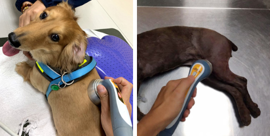 犬貓復健初期會使用「雷射治療」，以減緩術後疼痛。