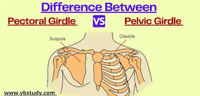 Difference between Pectoral and Pelvic Girdle