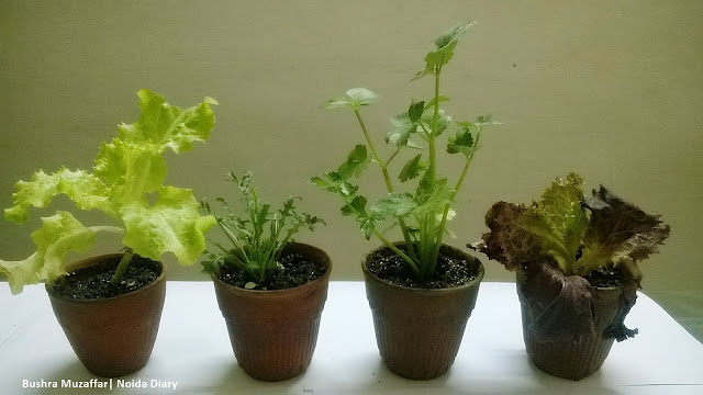 Noida Diary: Herbal Plants at The Noida Flower Show