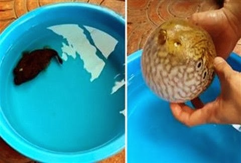 ΑΠΙΣΤΕΥΤΟ!!! ΔΕΙΤΕ το ψάρι που όταν απειλείται γίνεται...!!