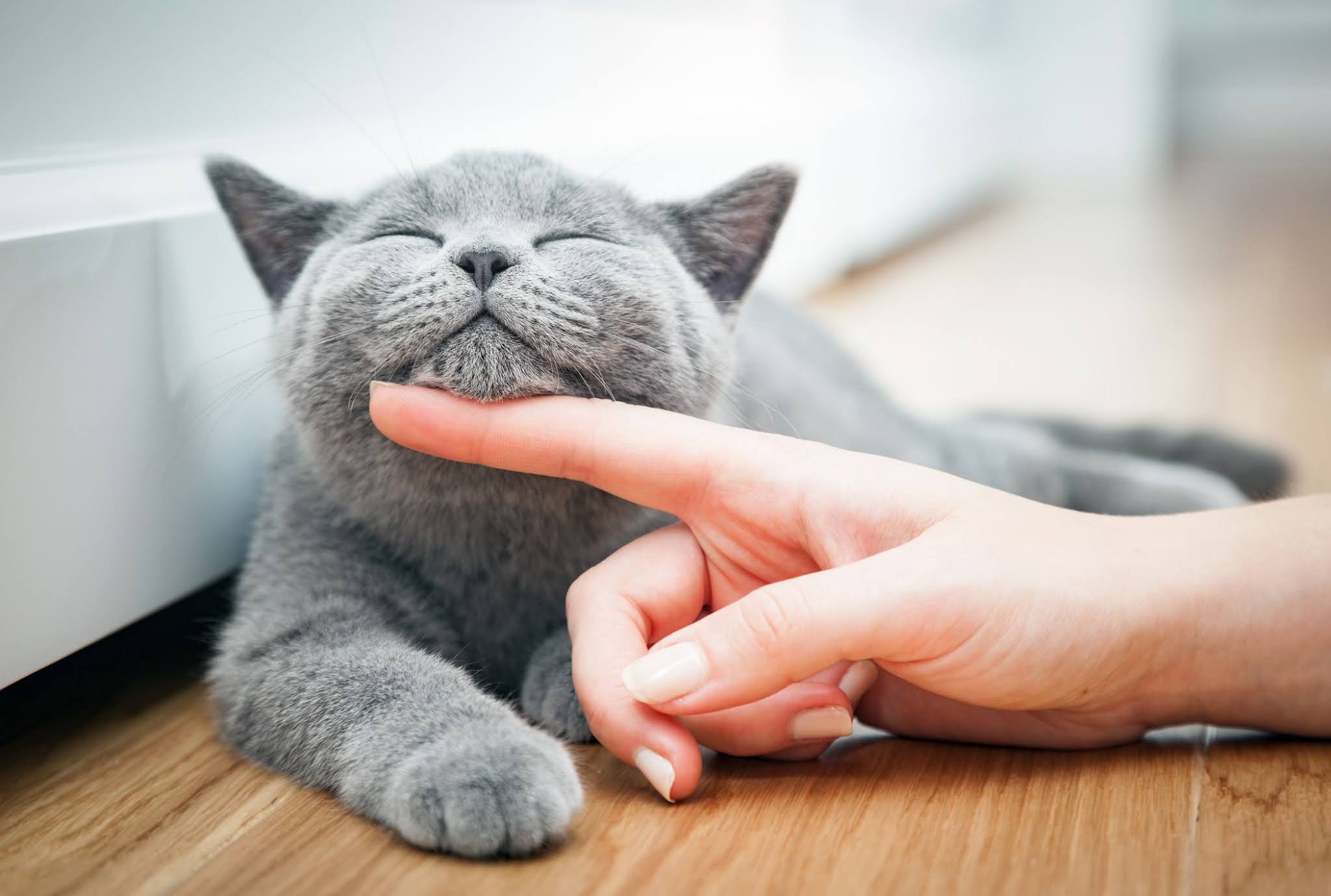 How to Love Your Cat, and How to Make Your Cat Love You