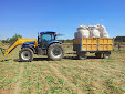 Spring garlic. Harvesting and cutting at the same time