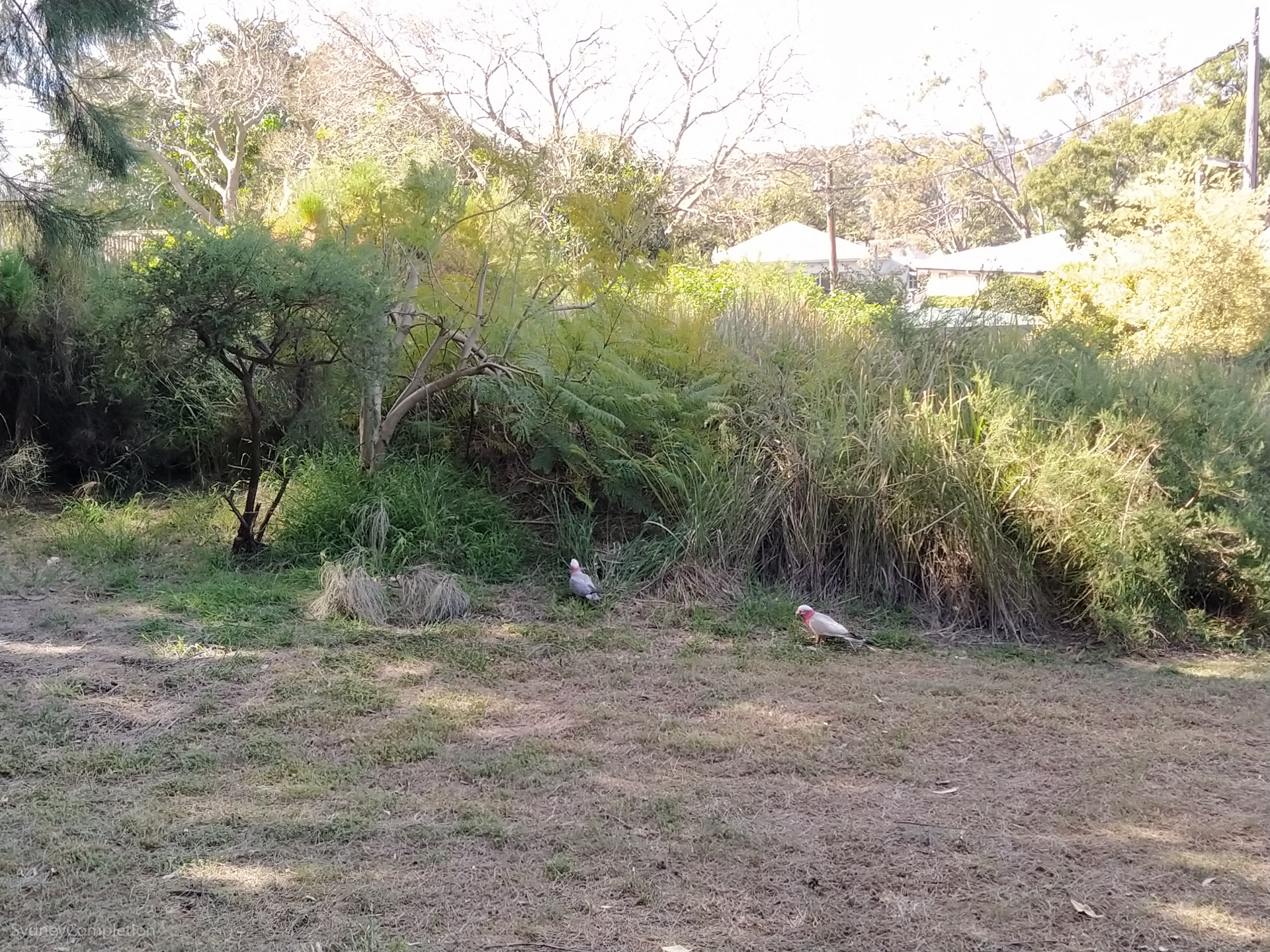 The Land of Many Parks Woolwich Completing Sydney