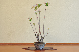 セイヨウカマツカL-2（西洋鎌柄 盆栽）Aronia arbutifolia bonsai
