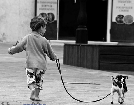 por qué mi perro se niega a salir a la calle