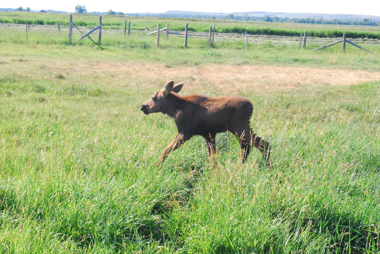 Scotty Watty Doodle All The Day Today We Pet A Moose...