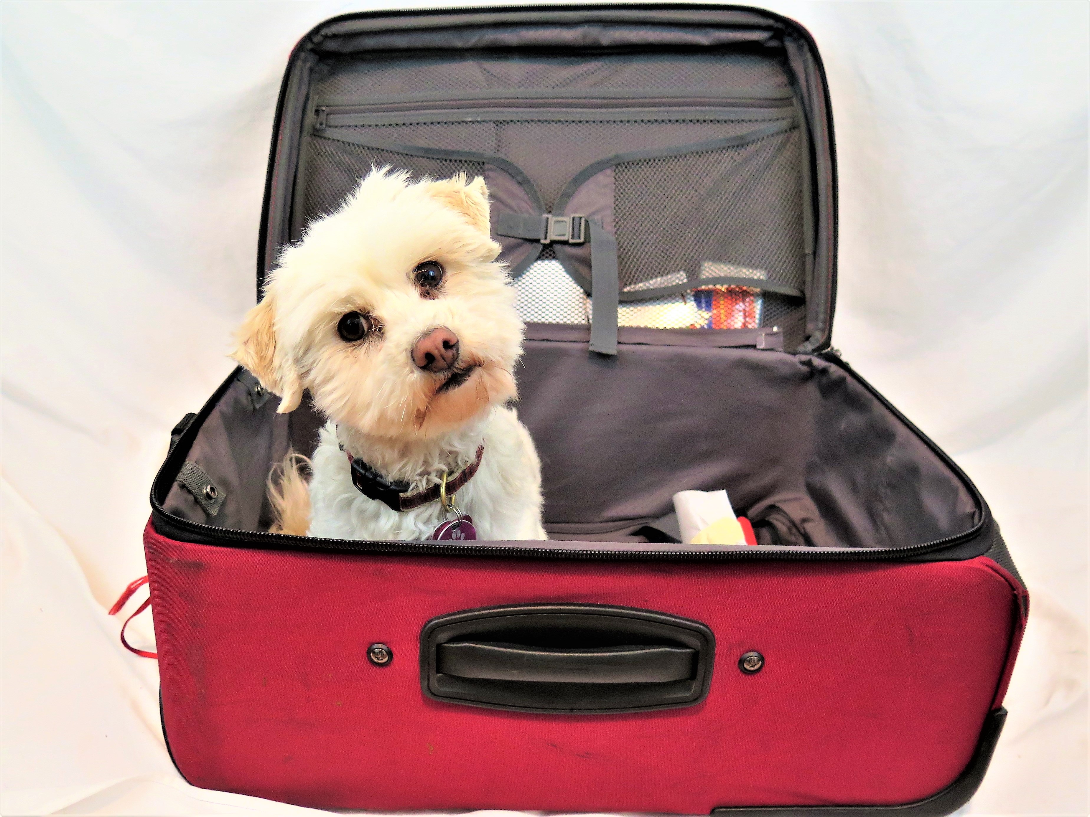 Dogs Luv Us and We Luv Them TIPS ON HOW TO PREVENT DOG THEFT