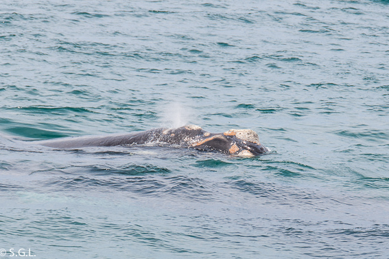  Ballena en Puerto Madryn. Avistaje de ballenas en Argentina