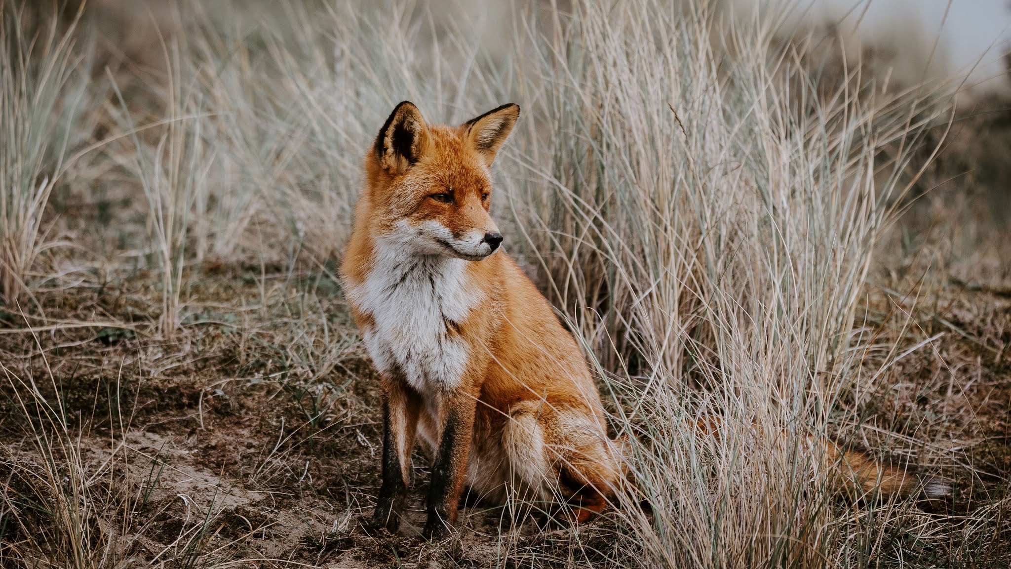 fox predators fox predators