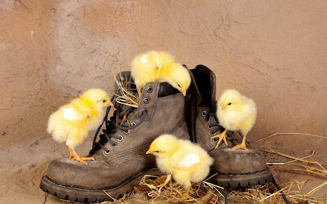 Funny wallpaper with yellow chickens playing with some old shoes