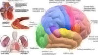 neurological disorders neurological disorders