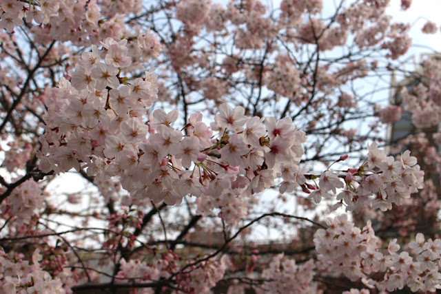 cerisiers en fleur - Astate