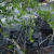 Pohon Bonsai Langka Pemphis Acidule Sentigi Ada di Belitung
