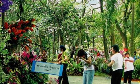 Surga Tanaman Hias Di Negri Siam Budidaya Tani