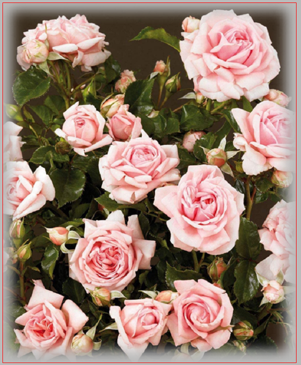 BESTofROSE MAMMA MIA