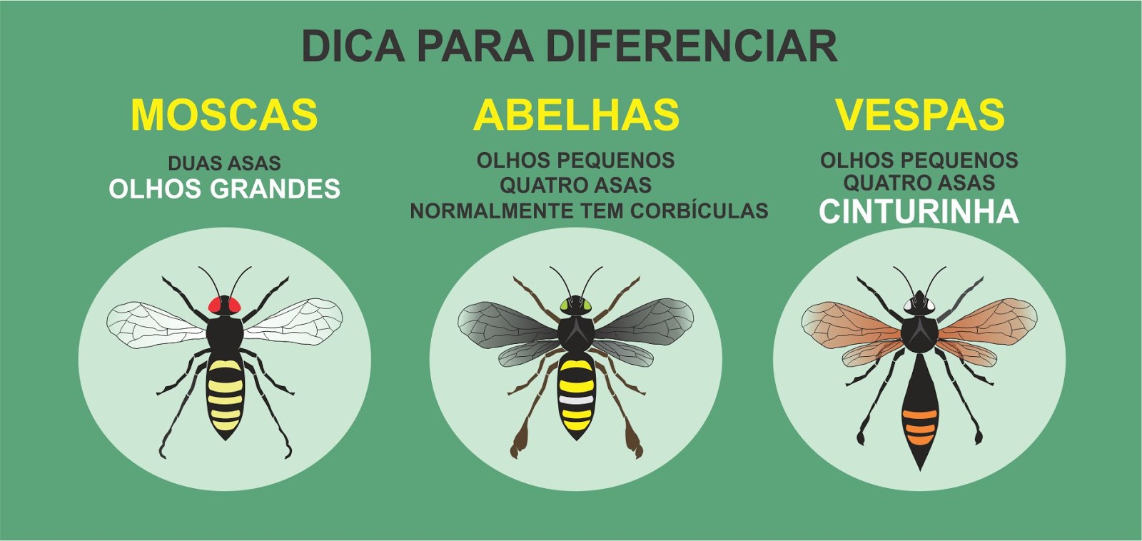 Bee News Guia para Iniciantes Morfologia das Abelhas
