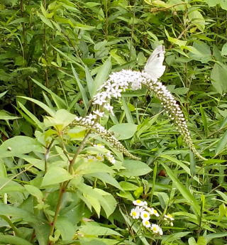 白い花と白い蝶