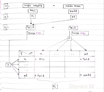 Stevani Manuhutu Ii Lks Tautan Dan Pindah Silang