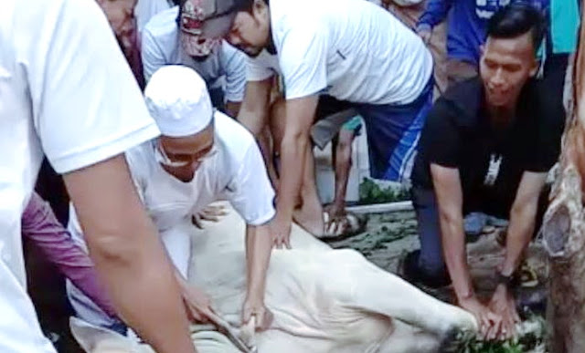 Innalillahi, Guru Ngaji di Serang Meninggal Saat Sembelih Sapi Kurban