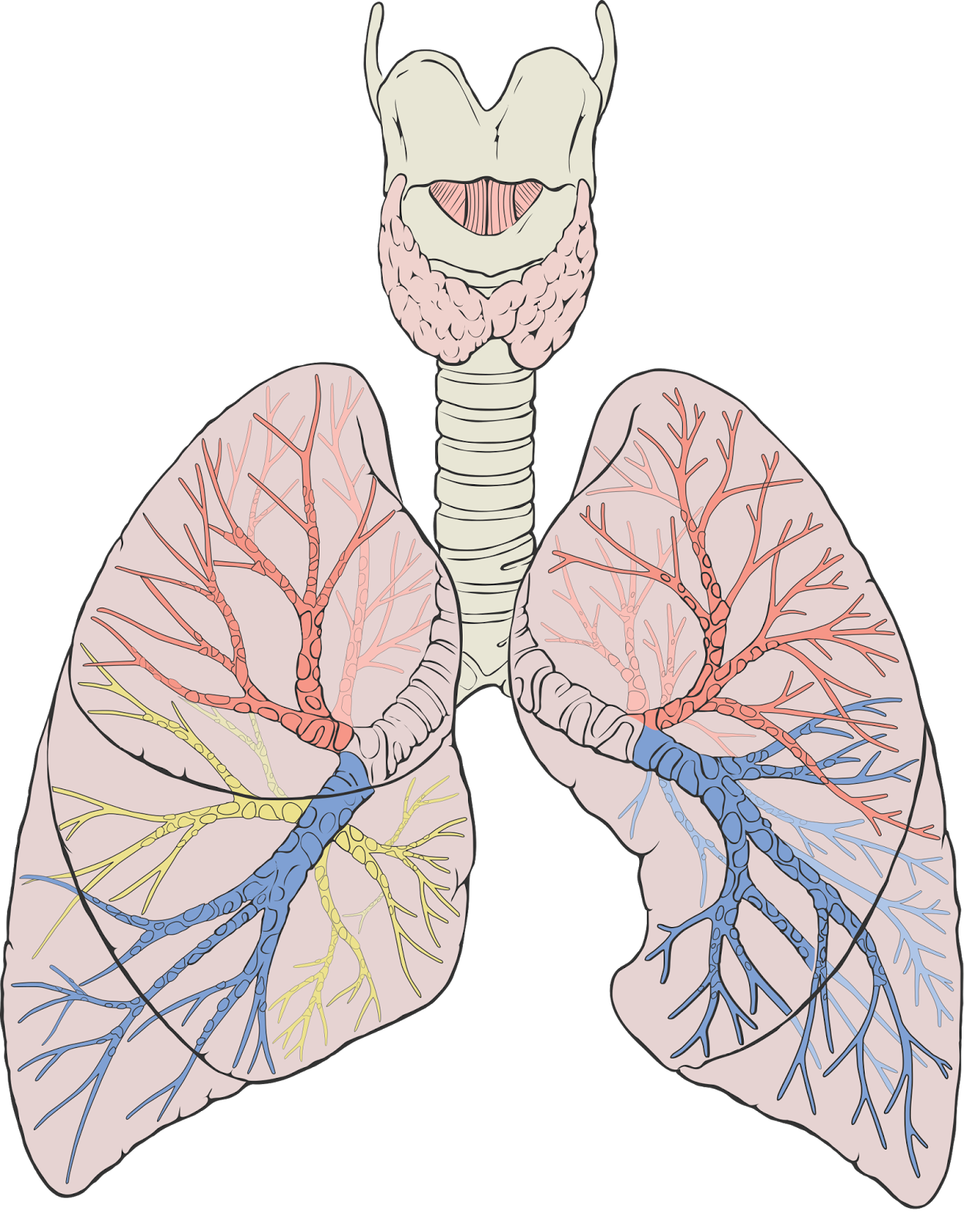Weekly Anatomy - The Lungs | Pulse Biology
