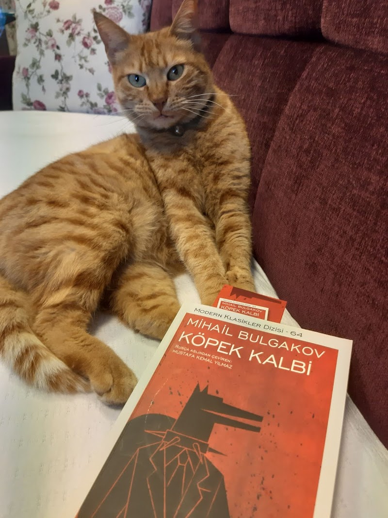 Köpek Kalbi - Mihail Bulgakov- Kitap Yorumu